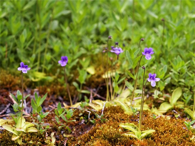 Pinguicula vulgaris